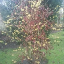 Toverhazelaar (Hamamelis Mollis) -Groen Dome Verkoopwinkel 20130113140034 40 8
