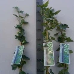 Klimop In Boogvorm (Hedera Hibernica) -Groen Dome Verkoopwinkel 20130120142024 1