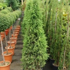 Jeneverbes (Juniperus Communis 'Hibernica') -Groen Dome Verkoopwinkel 20130121125813 7