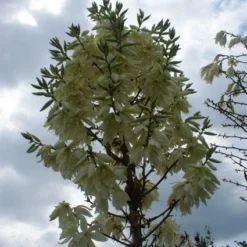 Palmlelie (Yucca Flaccida 'Golden Sword') -Groen Dome Verkoopwinkel 20130121131054 1