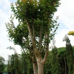 Roze Lagerstroemia Als Boom (Lagerstroemia Indica) -Groen Dome Verkoopwinkel 20130121162344 9