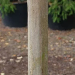 Roze Lagerstroemia Als Boom (Lagerstroemia Indica) -Groen Dome Verkoopwinkel 20130121162411 9