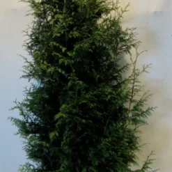 Levensboom (Thuja Plicata 'Gelderland') -Groen Dome Verkoopwinkel 20130122154554 8