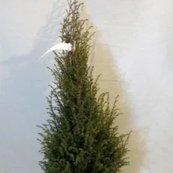 Jeneverbes (Juniperus Communis 'Hibernica') -Groen Dome Verkoopwinkel 20130125161445 7