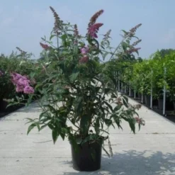 Vlinderstruik (Buddleja Davidii 'Black Knight') -Groen Dome Verkoopwinkel 20130214101325 5