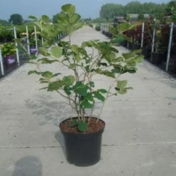 Toverhazelaar (Hamamelis Intermedia 'Diane') -Groen Dome Verkoopwinkel 20130214114113 18 9 9