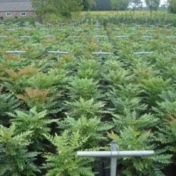 Mahoniestruik (Mahonia Media 'Winter Sun') -Groen Dome Verkoopwinkel 20130214142529 11