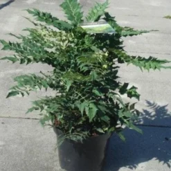 Mahoniestruik (Mahonia Media 'Winter Sun') -Groen Dome Verkoopwinkel 20130214142545 11