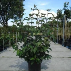 Sneeuwbal (Viburnum Bodnantense 'Dawn') -Groen Dome Verkoopwinkel 20130215094907 35 7