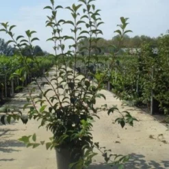 Sneeuwbal (Viburnum Bodnantense 'Charles Lamont') -Groen Dome Verkoopwinkel 20130215095158 4