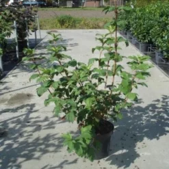 Sneeuwbal (Viburnum Opulus 'Roseum') -Groen Dome Verkoopwinkel 20130215100016 9