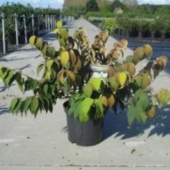 Sneeuwbal (Viburnum Plicatum 'Mariesii')