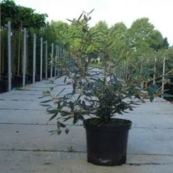 Sneeuwbal (Viburnum Bodnantense 'Dawn') -Groen Dome Verkoopwinkel 20130215100739 1