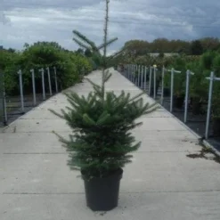 Koreaanse Zilverspar (Abies Koreana) -Groen Dome Verkoopwinkel 20130215101851 6