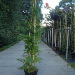 Trompetbloem (Campsis Tagliabuana 'Mme Galen') -Groen Dome Verkoopwinkel 20130215104653 9