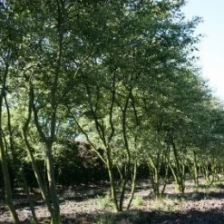 Krentenboom Als Struik (Amelanchier Lamarckii) -Groen Dome Verkoopwinkel 20130315104532 13
