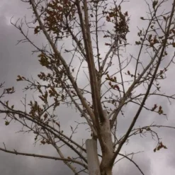 Roze Lagerstroemia Als Boom (Lagerstroemia Indica) -Groen Dome Verkoopwinkel 20130522141211 8