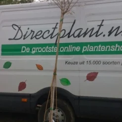 Roze Lagerstroemia Als Boom (Lagerstroemia Indica) -Groen Dome Verkoopwinkel 20130522141225 8