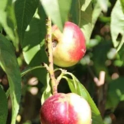 Nectarine (Prunus Persica Nucipersica) 9 Nectarine (Prunus Persica Nucipersica) -Groen Dome Verkoopwinkel 20130906151641 2