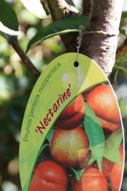 Nectarine (Prunus Persica Nucipersica) 3 Nectarine (Prunus Persica Nucipersica)