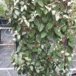 Olijfwilg Als Leivorm (Elaeagnus Ebbingei) -Groen Dome Verkoopwinkel 20190501 114514 resized