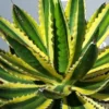 Winterharde Agave (Agave Lophanta 'Quadricolor') -Groen Dome Verkoopwinkel 20190628 114416 resized