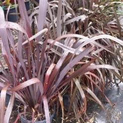 Nieuw Zeelands Vlas (Phormium Tenax 'Purpureum') -Groen Dome Verkoopwinkel 20190712 152646
