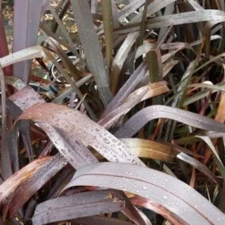 Nieuw Zeelands Vlas (Phormium Tenax 'Purpureum') -Groen Dome Verkoopwinkel 20190712 152706