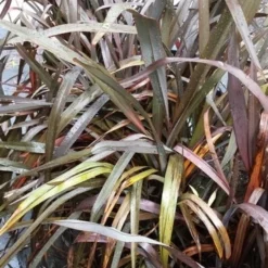 Nieuw Zeelands Vlas (Phormium Tenax 'Purpureum') -Groen Dome Verkoopwinkel 20190712 152733