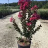 Lagerstroemia (Lagerstroemia 'Pink Velour') -Groen Dome Verkoopwinkel 20200930165148218385