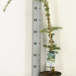 Treurceder (Cedrus Libani 'Glauca Pendula') 8 Treurceder (Cedrus Libani 'Glauca Pendula') -Groen Dome Verkoopwinkel 2022 10 18 11 24 40 window