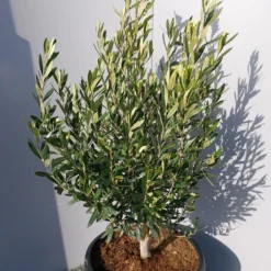 Olijf Als Struik (Olea Europaea) -Groen Dome Verkoopwinkel 20220223 132509
