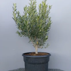 Olijf Als Struik (Olea Europaea) -Groen Dome Verkoopwinkel 20220223 132609