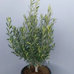 Olijf Als Struik (Olea Europaea) -Groen Dome Verkoopwinkel 20220223 132617