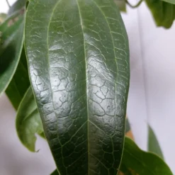 Groenblijvende Clematis (Clematis Armandii 'Hendersonii Rubra') -Groen Dome Verkoopwinkel 20220613 162250