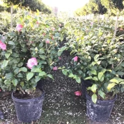 Groen Dome Verkoopwinkel -Groen Dome Verkoopwinkel 2 3 1