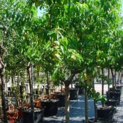 Perzikboom (Prunus Persica) -Groen Dome Verkoopwinkel 312prunuspersica 3