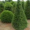 Taxus Als Pyramide (Taxus Baccata) -Groen Dome Verkoopwinkel 347taxusbaccatapir 5