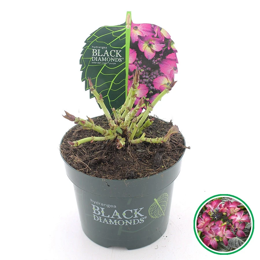 Hortensia (Hydrangea Black Diamonds Dark Angel Purple) 4 Hortensia (Hydrangea Black Diamonds Dark Angel Purple) - Afbeelding 2