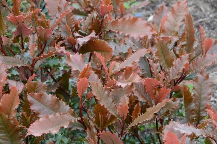 Glansmispel (Photinia Serratifolia ‘Crunchy’) 4 Glansmispel (Photinia Serratifolia ‘Crunchy’) - Afbeelding 2