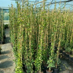 Toscaanse Jasmijn (Trachelospermum Jasminoides 'Winter Ruby') -Groen Dome Verkoopwinkel 8a352cde d4eb 4327 9d71 e32f3b30afb5