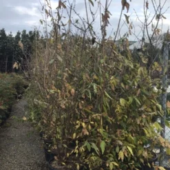 Winterzoet (Chimonanthus Praecox) -Groen Dome Verkoopwinkel 9