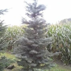 Colorado Zilverspar (Abies Concolor) 15 Colorado Zilverspar (Abies Concolor) -Groen Dome Verkoopwinkel abies concolor 300 350