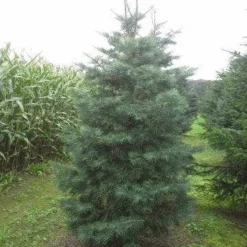 Colorado Zilverspar (Abies Concolor) 17 Colorado Zilverspar (Abies Concolor) -Groen Dome Verkoopwinkel abies concolor 300 350 1