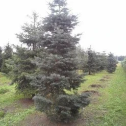Colorado Zilverspar (Abies Concolor) 16 Colorado Zilverspar (Abies Concolor) -Groen Dome Verkoopwinkel abies concolor 300 350 2