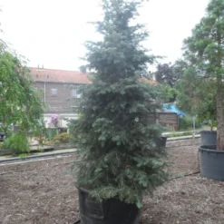 Colorado Zilverspar (Abies Concolor) 13 Colorado Zilverspar (Abies Concolor) -Groen Dome Verkoopwinkel abies concolor glauca 350 400 c600