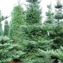Koreaanse Zilverspar (Abies Koreana) -Groen Dome Verkoopwinkel abies koreana