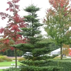 Koreaanse Zilverspar (Abies Koreana) -Groen Dome Verkoopwinkel abies koreana 1
