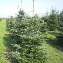 Koreaanse Zilverspar (Abies Koreana) -Groen Dome Verkoopwinkel abies koreana 175 200