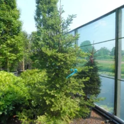 Koreaanse Zilverspar (Abies Koreana) -Groen Dome Verkoopwinkel abies koreana 200 250